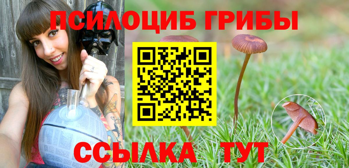 Псилоцибиновые грибы Psilocybe Гурьевск